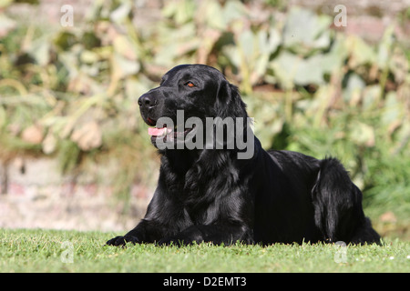 Dog Flat Coated Retriever adult (black) lying in a garden Stock Photo