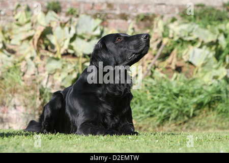 Dog Flat Coated Retriever adult (black) lying on the ground Stock Photo