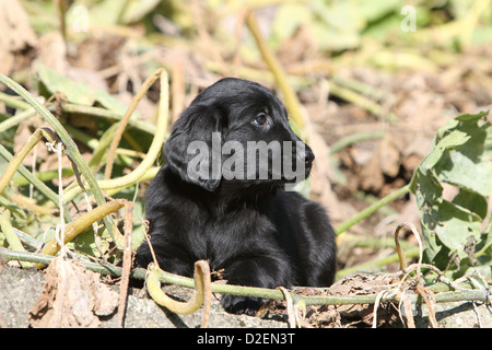 Dog Flat Coated Retriever (black) puppy lying down Stock Photo