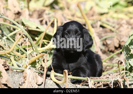 Dog Flat Coated Retriever (black) puppy lying down Stock Photo