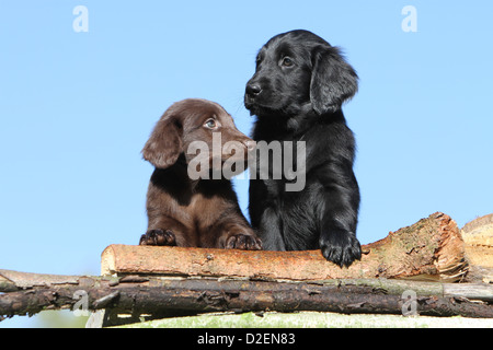 Dog Flat Coated Retriever (brown and black) two puppies different colors on a wood Stock Photo