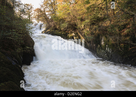 'Swallow Falls' in full spate on Afon Llugwy river in Snowdonia National Park near Betws y Coed Conwy North Wales UK. Stock Photo