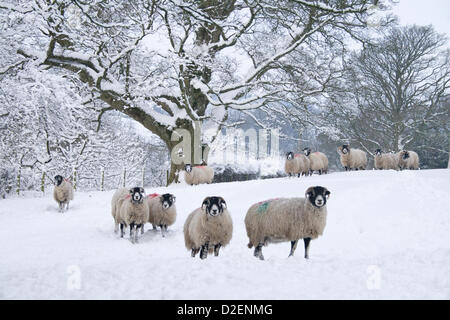 Swaledale ewes in snow Stock Photo