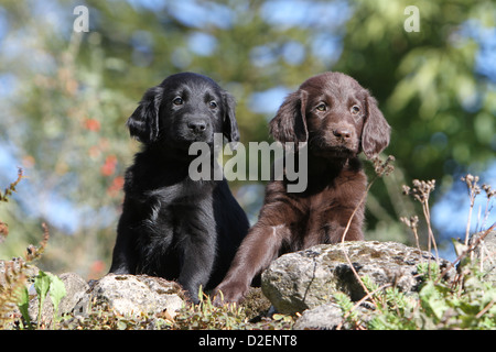 Dog Flat Coated Retriever (brown and black) two puppies different colors sitting on a rock Stock Photo