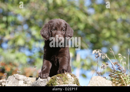 Dog Flat Coated Retriever (brown) puppy standing on a rock Stock Photo
