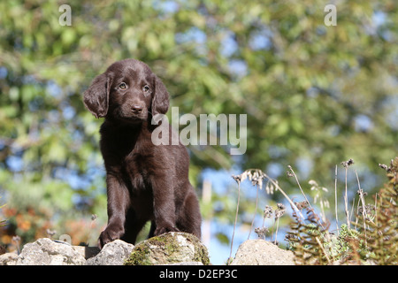 Dog Flat Coated Retriever (brown) puppy standing on a rock Stock Photo