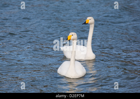 Two beautiful Whooper Swans, Cygnus cygnus, in Rauma river near Åndalsnes, Møre og Romsdal, Norway. Stock Photo