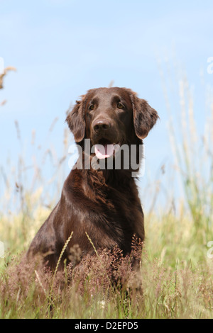 liver flat coated retriever