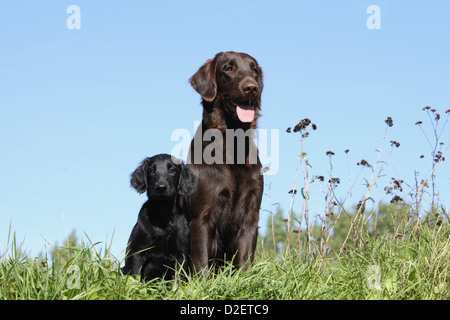 Dog Flat Coated Retriever adult and puppy (brown and black) in a meadow Stock Photo