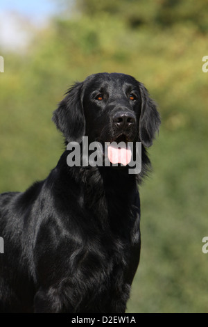 Dog Flat Coated Retriever adult (black) portrait Stock Photo