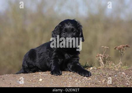 Dog Flat Coated Retriever (black) puppy lying on the ground Stock Photo