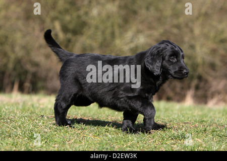 Dog Flat Coated Retriever (black) puppy walking in a meadow Stock Photo