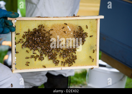 removed from hive bee frame. wooden bee hive frame , with few worker ...