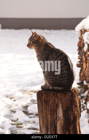 adorable tabby cat sitting on garden steps in the sunshine Stock Photo ...