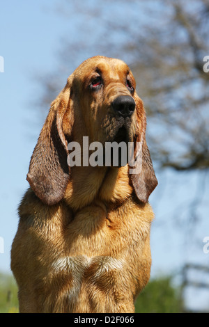 Dog Bloodhound / Chien de Saint-Hubert  adult portrait Stock Photo