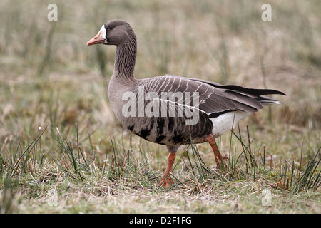 White-fronted Goose, Anser albifrons Stock Photo