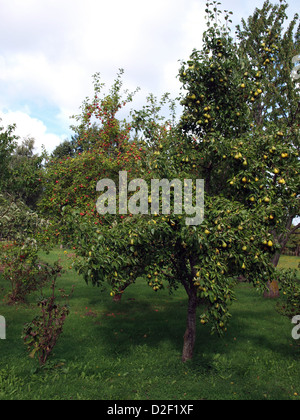 Pear tree in garden, full of ripe pears Stock Photo