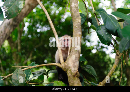 White-headed Capuchin monkey (Cebus capucinus) in Manuel Antonio National Park, Costa Rica. Stock Photo