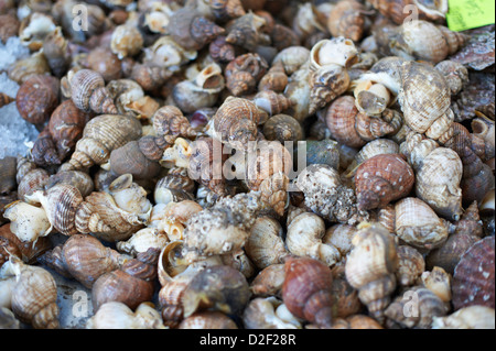 Fresh selection of Sea Snails at fishmonger stall, St Georges market Belfast Northern Ireland Stock Photo