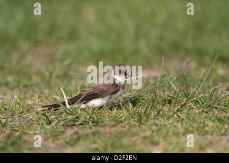 Sand Martin (Bank Swallow), Riparia riparia collecting nest lining Stock Photo