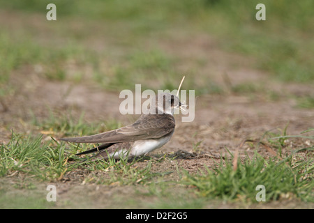 Sand Martin (Bank Swallow), Riparia riparia collecting nest lining Stock Photo