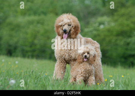 Dog Poodle / Pudel / Caniche    standard grande and Miniature Dwarf   two adults different sizes (apricot) in a meadow Stock Photo