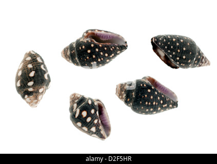 Black and white dove shells:  Pictocolumbella ocellata   lightning dove sea shells Stock Photo