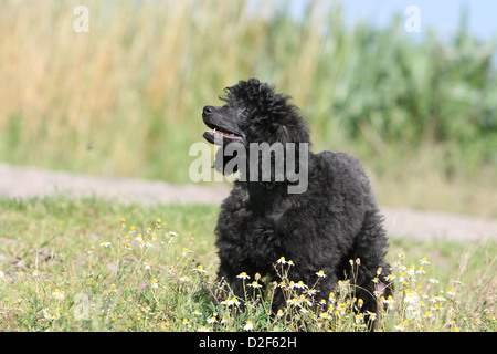 Dog Poodle / Pudel / Caniche , Miniature / Dwarf / Nain puppy (black) standing in a meadow Stock Photo