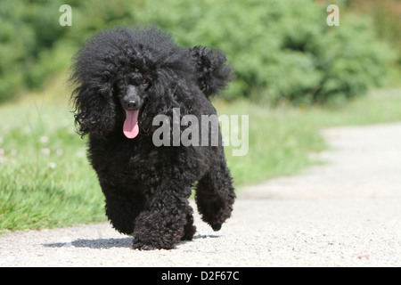 Dog Poodle / Pudel / Caniche , Miniature / Dwarf / Nain adult (black) running in a park Stock Photo