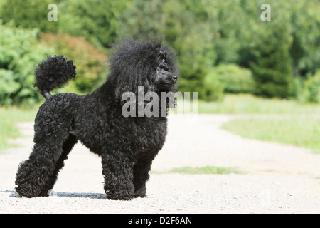 Dog Poodle / Pudel / Caniche , Miniature / Dwarf / Nain adult (black) standing profile Stock Photo