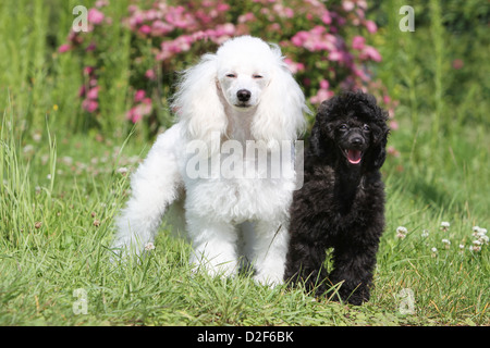 Dog Poodle / Pudel / Caniche , Miniature / Dwarf / Nain  adult and puppy different colors  (white and black) standin in a meadow Stock Photo