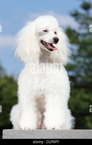 Dog Poodle / Pudel / Caniche , Miniature / Dwarf / Nain adult (white) sitting Stock Photo