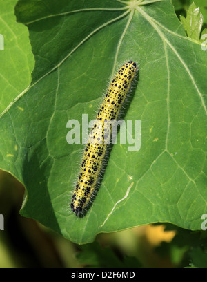 The Caterpillar of the Large White Butterfly, Pieris brassicae, Pieridae. Aka Large Cabbage White Butterfly. Stock Photo