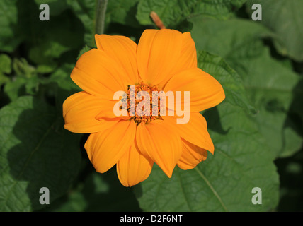 Mexican Sunflower, Clavel De Muerto, Mexican-Sunflower, Red-Sunflower, Tithonia rotundifolia 'Yellow Torch', Asteraceae. Mexico. Stock Photo