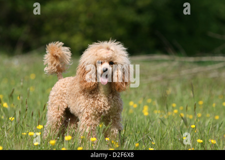 Dog Poodle / Pudel / Caniche , Miniature / Dwarf / Nain  adult (apricot) Stock Photo