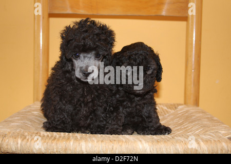 Dog Poodle / Pudel / Caniche , Toy  two puppies of different ages (black) sitting on a chair Stock Photo