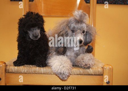 Dog Poodle / Pudel / Caniche , Toy  adult and puppy (black and gray)  on a chair Stock Photo