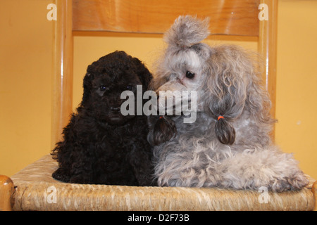 Dog Poodle / Pudel / Caniche , Toy  adult and puppy (gray)  on a chair Stock Photo