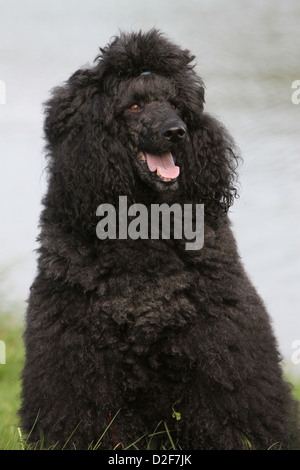 Dog Poodle / Pudel / Caniche  standard grande  adult (black) portrait Stock Photo