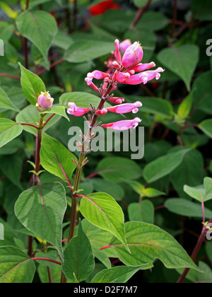 Rose Leaf Sage, Salvia involucrata 'Boutin', Lamiaceae. Mexico. Stock Photo