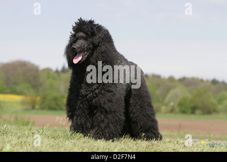 Dog Poodle / Pudel / Caniche  standard giant  adult (black) standing in a meadow Stock Photo