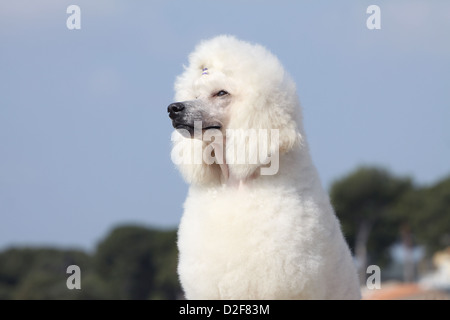 Dog Poodle / Pudel / Caniche  standard grande  adult (white) portrait Stock Photo