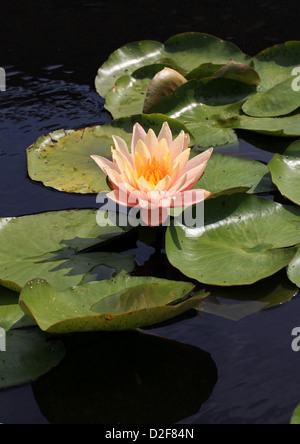 Water Lily, Nymphaea 'Peace', Nymphaeaceae. Stock Photo