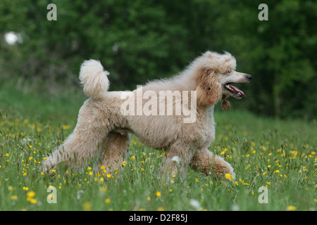 Dog Poodle / Pudel / Caniche  standard grande giant  adult (Apricot) walking in a meadow Stock Photo