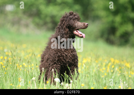 Dog Poodle / Pudel / Caniche  standard grande giant  adult (brown) sitting in a meadow Stock Photo