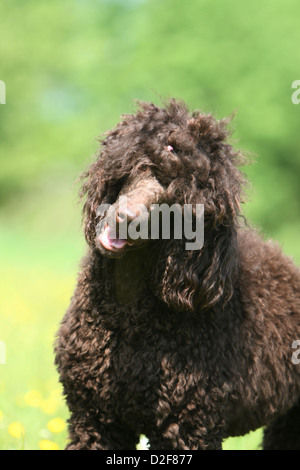 Dog Poodle / Pudel / Caniche  standard grande  adult (brown) portrait Stock Photo