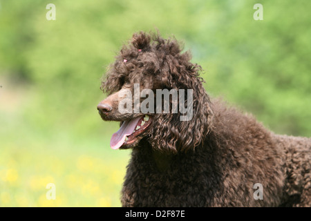 Dog Poodle / Pudel / Caniche  standard grande  adult (brown) portrait Stock Photo