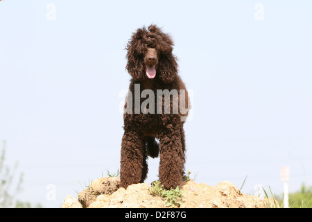 Dog Poodle / Pudel / Caniche  standard grande giant  adult (brown) standing on the ground Stock Photo