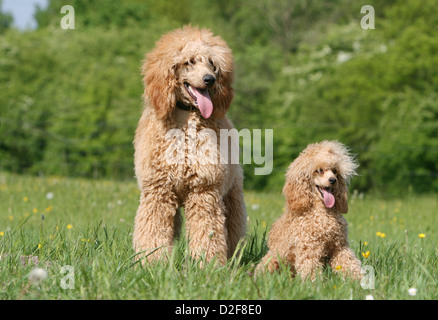 Dog Poodle / Pudel / Caniche    standard grande and Miniature Dwarf   two adults different sizes (apricot) in a meadow Stock Photo