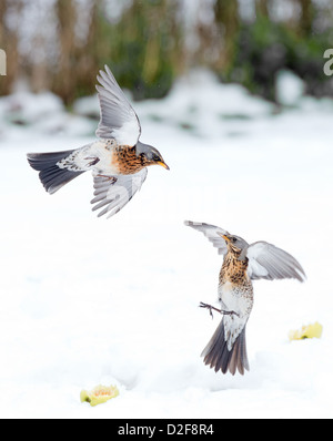 Pair Of Fieldfares, Turdus pilaris, Fighting For Food, In Snow. Winter. Uk Stock Photo